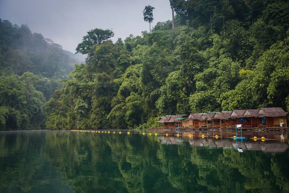 Dense tropical forest and calm water in Khao Sok, Thailand