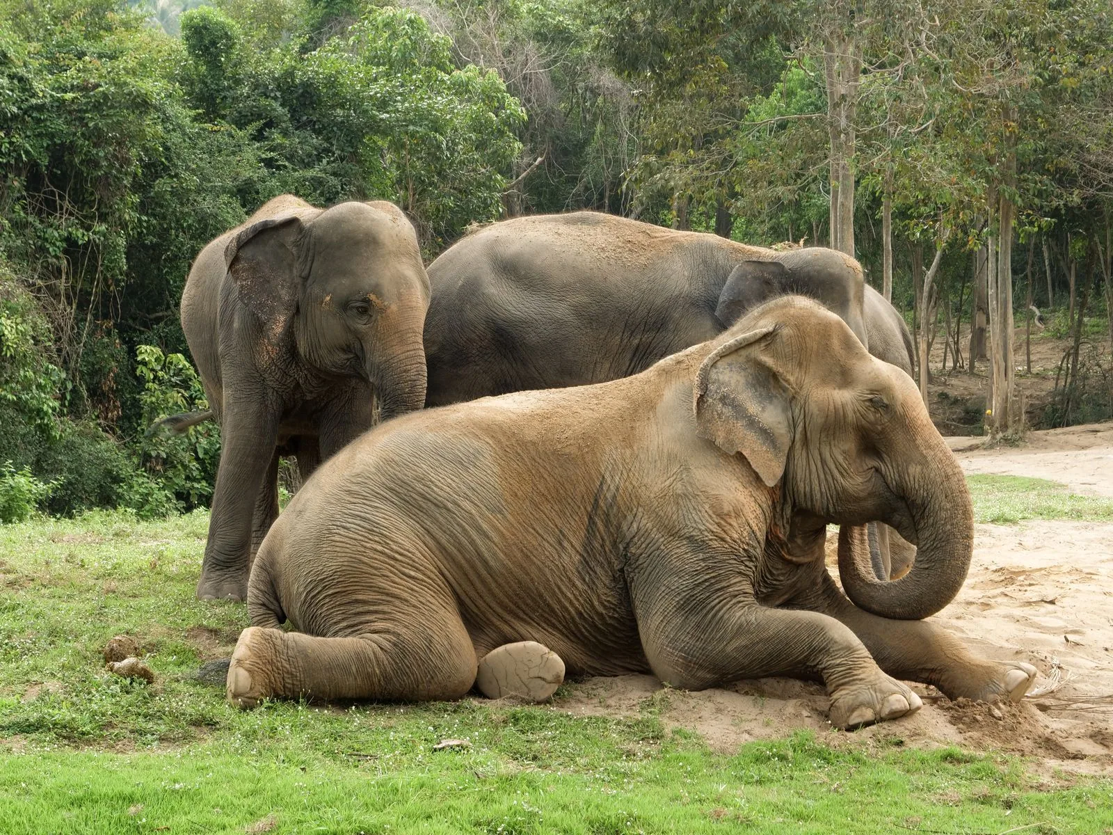 Beautiful Asian elephants beneath the trees in Surat Thani, Thailand